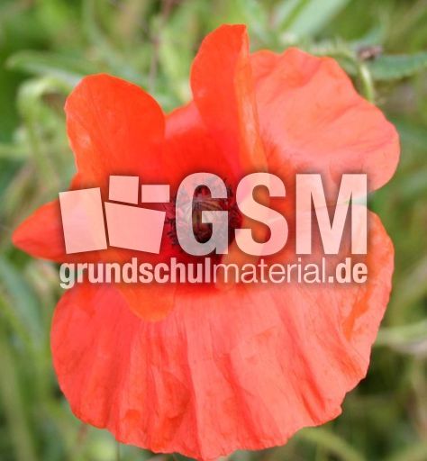 Klatschmohn-6.jpg